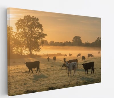 Saammp Canvas Schilderij - Groep koeien in de mist met zonsondergang - Nederland - Dieren - 45x30 - Foto op canvas - Wanddecoratie - Muurdecoratie Woonkamer - Slaapkamer decoratie - Canvas Print