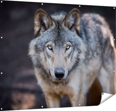 Gards Tuinposter Wolvenkop - Grijze Wolf - 150x120 cm - Tuindoek - Tuindecoratie - Wanddecoratie buiten - Tuinschilderij