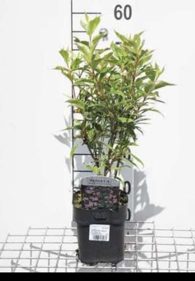 Weigela hybr. 'Nana Variegata' - Weigela, Weigelia 30- 40 cm in pot