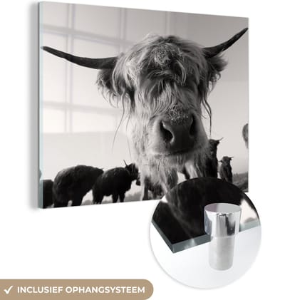 MuchoWow® Glasschilderij 160x120 cm - Schilderij acrylglas - Schotse Hooglander - Zwart - Wit - Dieren - Foto op glas - Schilderijen
