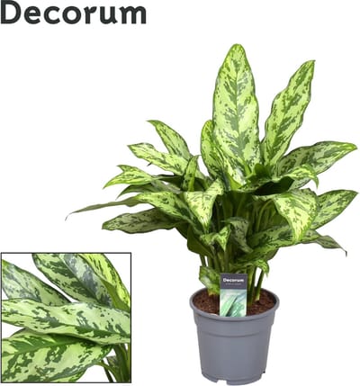 Plantenboetiek.nl | Aglaonema Romeo - Ø17cm - 50-60cm hoog - Kamerplant - Groenblijvend