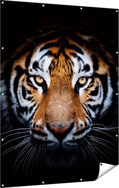 Gards Tuinposter Tijger op Zwart Achtergrond - 120x160 cm - Tuindoek - Tuindecoratie - Wanddecoratie buiten - Tuinschilderij