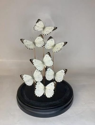 Vlinders in Stolp - Vlinder In Glazen Stolp - Vlinderstolp Glas - Wit - 30 cm
