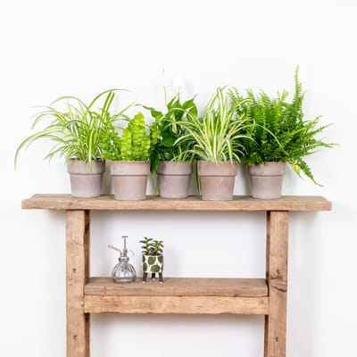 Bloomique - Mix van 5 - Luchtzuiverende Mix - Dracaena, Dypsis, Chamaedorea, Chlorophytum, Asplenium - Hoogte 20-40 cm - Pot 12 cm