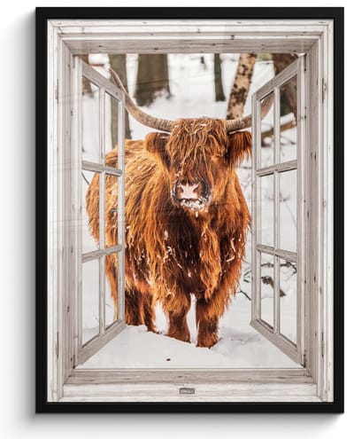 Poster in lijst - Fotolijst 50x70 cm - Posters - Schotse Hooglander - Sneeuw - Winter - Natuur - Dier - Doorkijk - Landelijk - Posterlijst zwart - Decoratie - Wanddecoratie woonkamer - Muurdecoratie slaapkamer