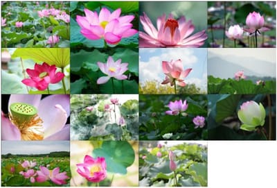 Ansichtkaarten Set - Wenskaarten Geschenken - Alle Gelegenheden - 30 Stuks Lotus - 14x9cm - Wit