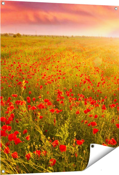 Gards Tuinposter Rode Klaproos Bloemenveld - Zonsondergang - 80x100 cm - Tuindoek - Tuindecoratie - Wanddecoratie buiten - Tuinschilderij