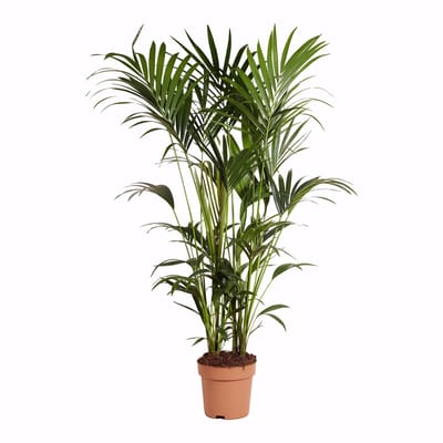 Bloomique - Howea Forsteriana - Kentia Palm - XXL Kamerplanten - Luchtzuiverend - Diervriendelijk - Hoogte 150-170 cm - Pot 27 cm