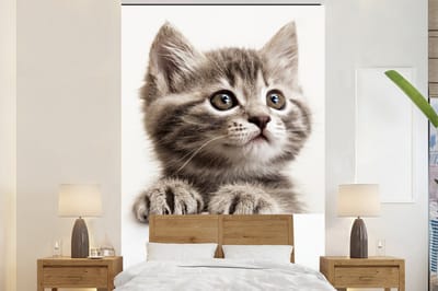 Behang - Fotobehang Poes - Grijs - Dieren - Breedte 170 cm x hoogte 260 cm