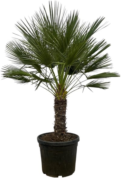 Chamaerops Humilis op stam - 150 cm - Ø45cm