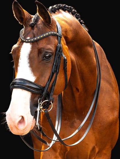 Hb Stang En Trens Hb Showtime All You Needed Zwart-blauw