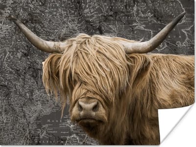 Poster - Wereldkaart - Dieren - Schotse hooglander - 40x30 cm