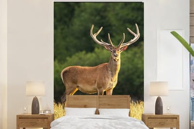 Behang - Fotobehang Hert - Gewei - Gras - Natuur - Dieren - Groen - Breedte 225 cm x hoogte 350 cm