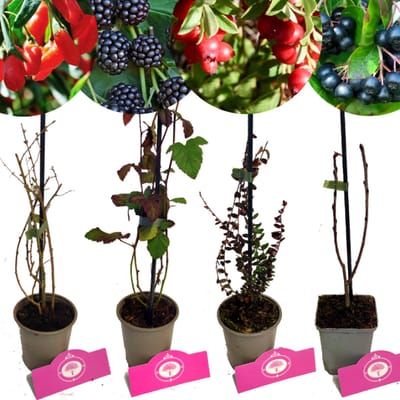 Set van 4 Fruitplanten - 1 Gojibes, 1 Braam, 1 Appelbes, 1 Cranberry - Hoogte 15/30cm - 9cm pot - Mix B