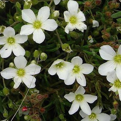 6 x Arenaria Montana - Zandkruid pot 9x9cm
