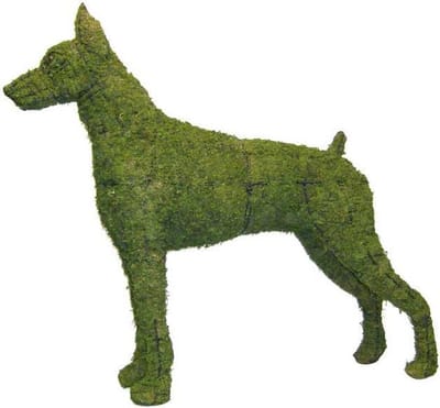 Hond Dobberman - Mos