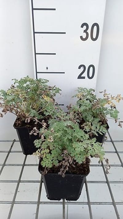 6x Margriet - Tanacetum niveum 'Jackpot' | 9x9 cm pot