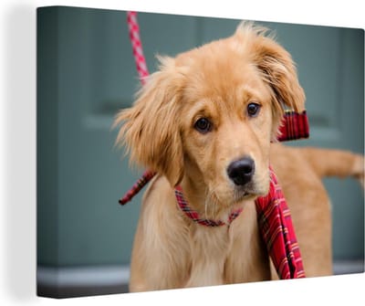 Canvas Schilderij Golden Retriever pup met strik - 90x60 cm - Wanddecoratie