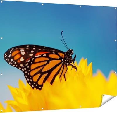 Gards Tuinposter Oranje Vlinder bij een Zonnebloem - 150x120 cm - Tuindoek - Tuindecoratie - Wanddecoratie buiten - Tuinschilderij