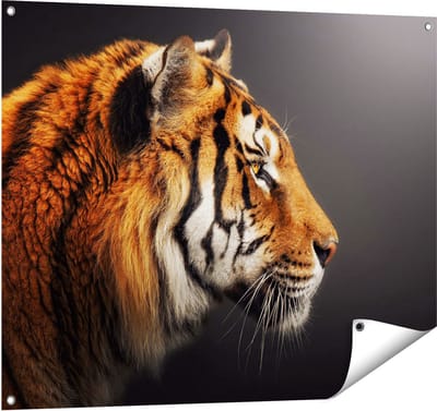 Gards Tuinposter Zijaanzicht van een Tijger - Tijgerkop - 100x80 cm - Tuindoek - Tuindecoratie - Wanddecoratie buiten - Tuinschilderij