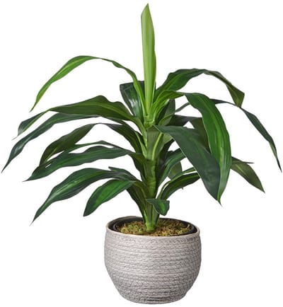 Kunstplant Dracaena fragans H60cm in mand grijs – HTT Decorations kunstplanten