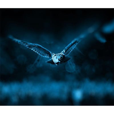 Peinture de diamant brodée à la main, bricolage, point exquis de mosaïque, image de hibou, décoration de maison 20X30CM blue