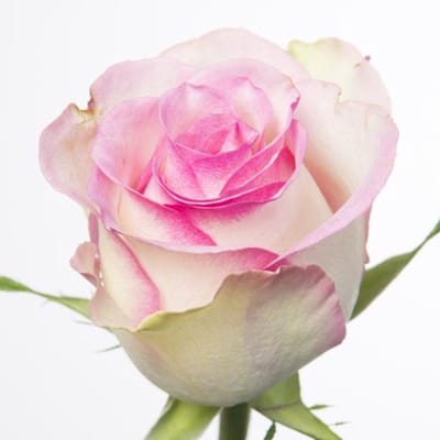 20x Rosa pink journey 70cm