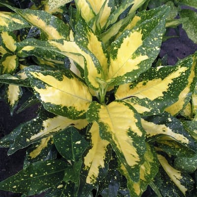 Plants Online BV - Planten - Tuinplanten - Heesters - Set van 1 - Japanse broodboom 'Picturata'