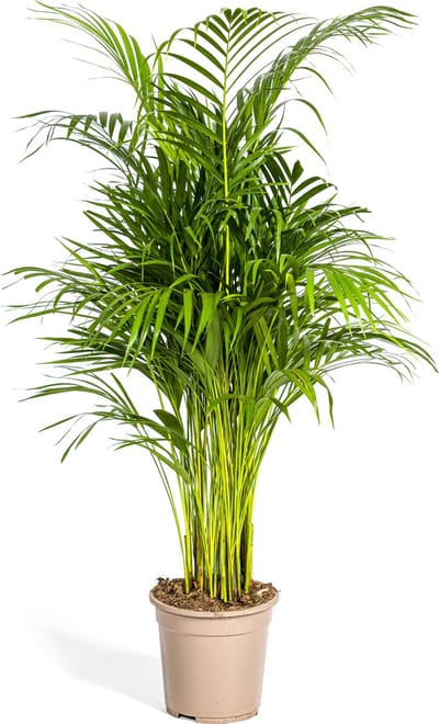 De Areca-Palm of Goudpalm, Tropische sfeer, Groene Plant, Dypsis Areca Lutescens Ø21cm - 110cm