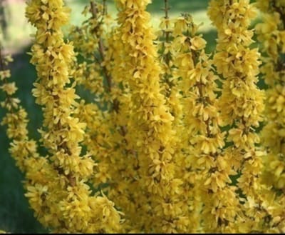 Forsythia int. 'Mikador'® ('minfor6') - Chinees Klokje 30- 50 cm in pot