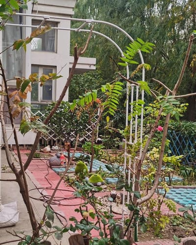Rozenboog Halve Boog - Klimplant Ondersteuning - Tuin Decoratie - Gegalvaniseerd Staal - 240 cm Hoog - Zwart