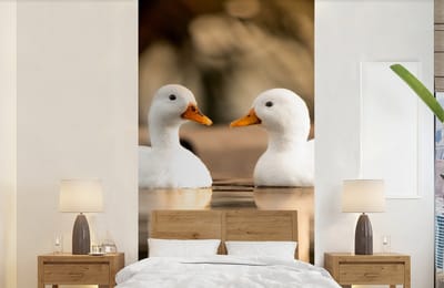 Behang - Fotobehang Eend - Wit - Dieren - Water - Vogel - Eenden - Breedte 120 cm x hoogte 240 cm