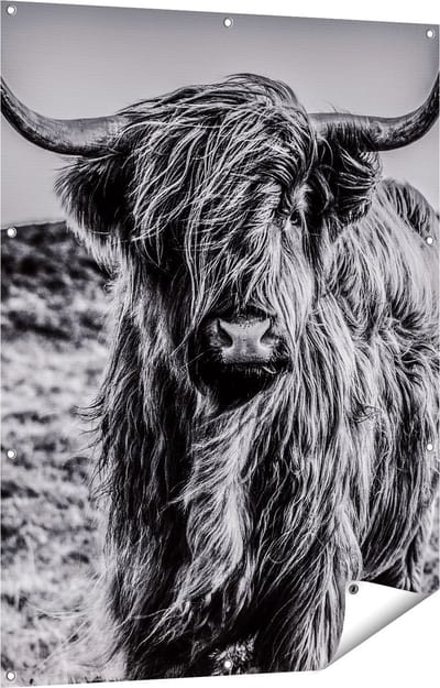 Gards Tuinposter Schotse Hooglander Koe - Zwart Wit - 90x120 cm - Tuindoek - Tuindecoratie - Wanddecoratie buiten - Tuinschilderij