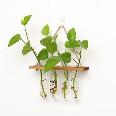 Dailygoods- Hydrocultuurplanter Wandgemonteerd - Glazen Kweekbuizen - Houten Frame - 4 Reageerbuizen - Plantenterrarium - Geschikt voor Kleine Planten - Plantenhouder