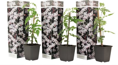 Plant in a Box - Jasminum 'Officinale' - Set van 3 - Witte Jasmijn klimplant - Pot 9cm - Hoogte 25-40cm