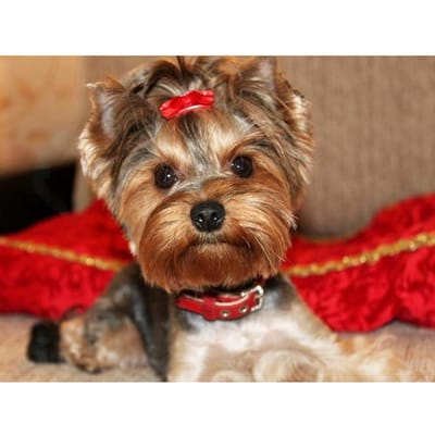 Diamant schilderij Yorkshire Terrier hond Diamant borduurwerk Dieren Foto's van Strass 20X30CM brown
