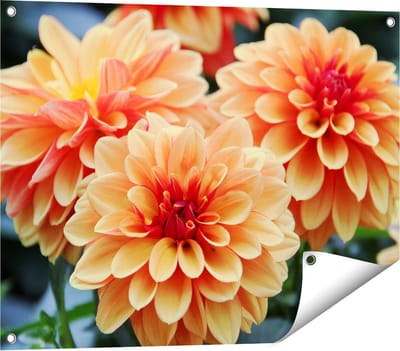 Gards Tuinposter Oranje Dahlia Bloemen - 80x60 cm - Tuindoek - Tuindecoratie - Wanddecoratie buiten - Tuinschilderij
