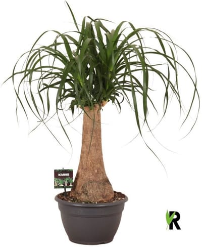Beaucarnea Recurvata Rechte Stam 80 cm - Kamerplant - Potmaat Ø26 cm