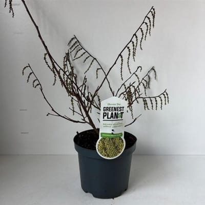 Plants Online BV - Planten - Tuinplanten - Heesters - Set van 1 - Stachyurus chinensis 'Celina'