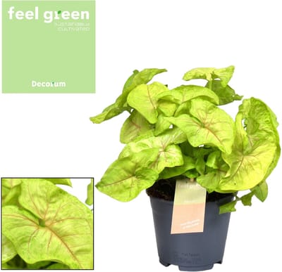 Plantenboetiek.nl | Syngonium Golden Feel Green - Ø14cm - 30cm hoog - Kamerplant - Groenblijvend