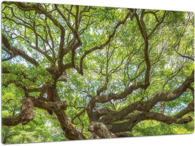 Glazen Keukenbord - Snijplank Kookplaat - Keukenwerkblad Beschermen - Slagvast Gehard Glas - 80 x 52 cm - Artistiek Ontwerp