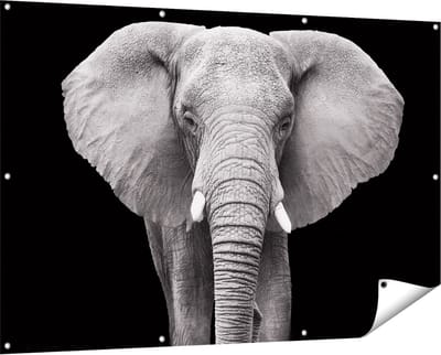 Gards Tuinposter Olifant - Zwart Wit - 150x100 cm - Tuindoek - Tuindecoratie - Wanddecoratie buiten - Tuinschilderij