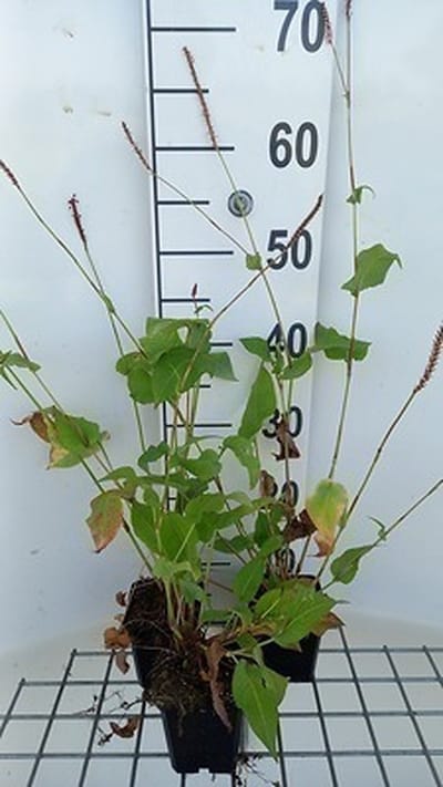 6x Duizenknoop - Persicaria ampl. 'Pink Mist' | 9x9 cm pot