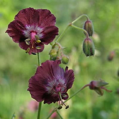 6 x Geranium Phaeum - Donkere Ooievaarsbek pot 9x9cm