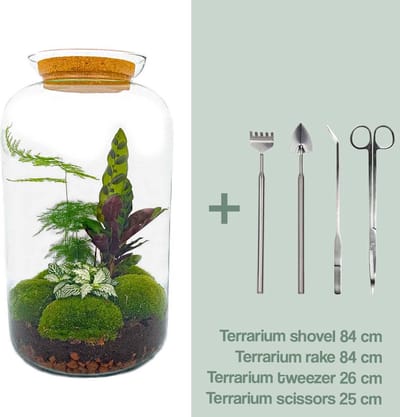 Zelfbouw planten terrarium - Botanische XL pot - 43 x 23 cm - Met planten en toebehoren met hark, schep, pincet en schaar