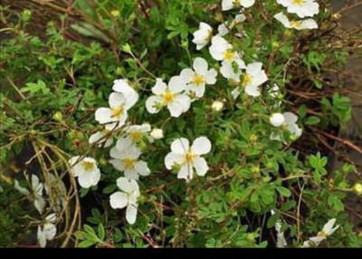 2 x Potentilla frut. 'Tilford Cream' - Struikganzerik, Heesterganzerik, Vijfvingerkruid 25- 30 cm in pot