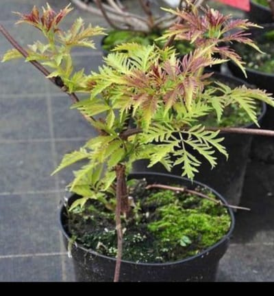 2 x Sambucus rac. 'Sutherland Gold' - Bergvlier 40- 50 cm in pot