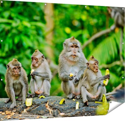 Gards Tuinposter Groep Apen Eten Bananen in het Bos - 150x120 cm - Tuindoek - Tuindecoratie - Wanddecoratie buiten - Tuinschilderij