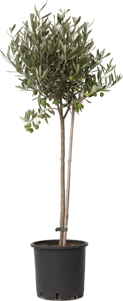 Plant in a Box - Olea Europaea - Winterharde olijfboom op stam - Pot 19cm - Hoogte 80-90cm