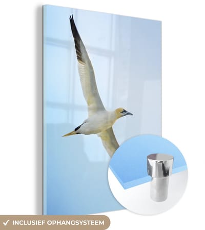 ® Glasschilderij 120x160 cm - Schilderij acrylglas - Jan-van-gent vliegt door de helderblauwe lucht - Foto op glas - Muurdecoratie woonkamer - Wanddecoratie slaapkamer - Schilderijen